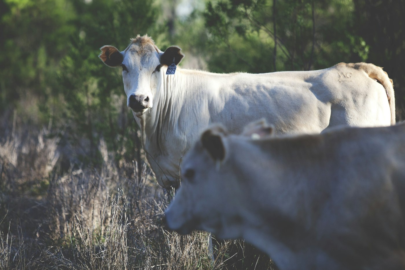 Cattle grazing in a paddock north of Ballarat