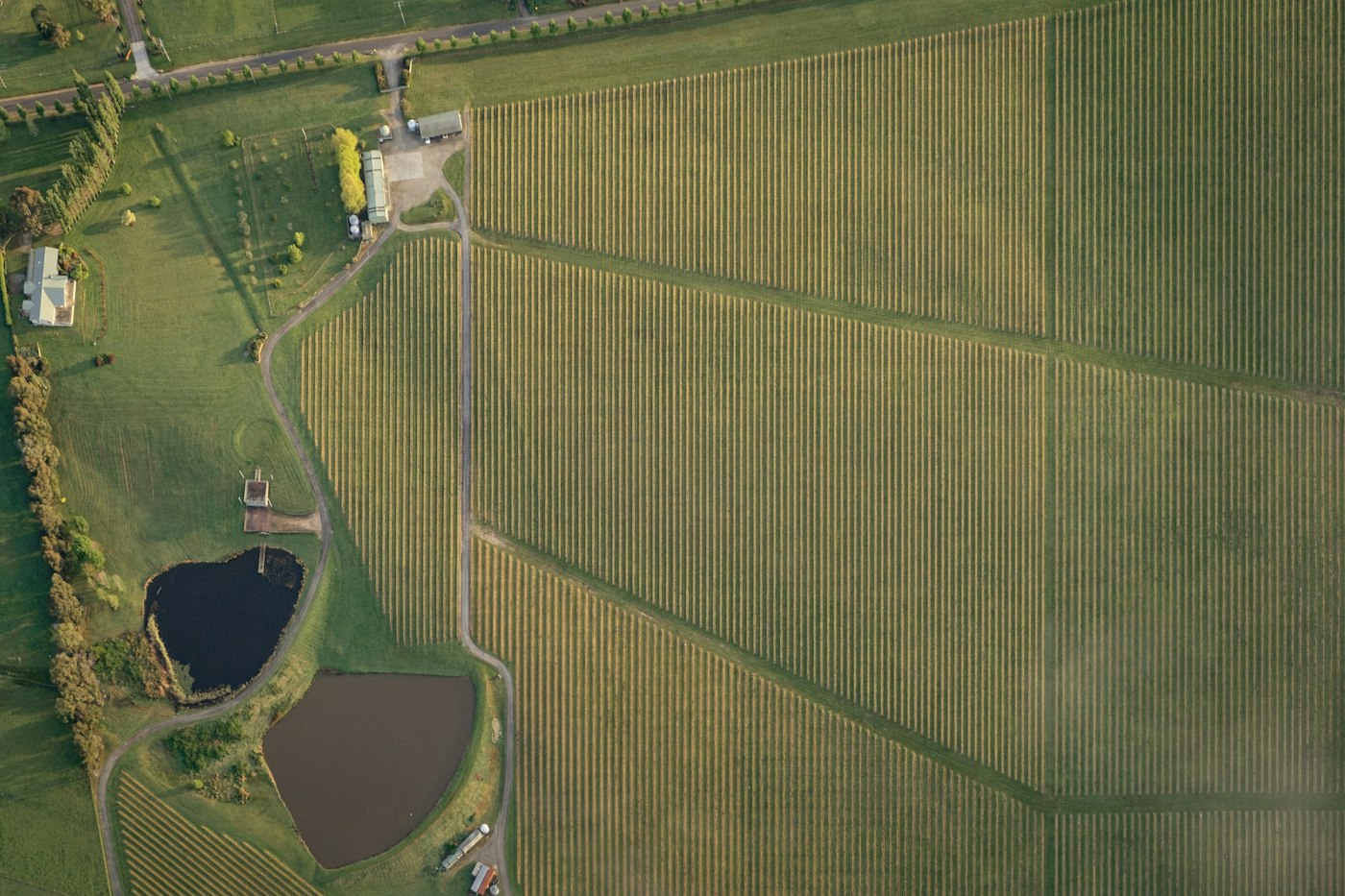 Aerial view of farm paddocks in green and gold