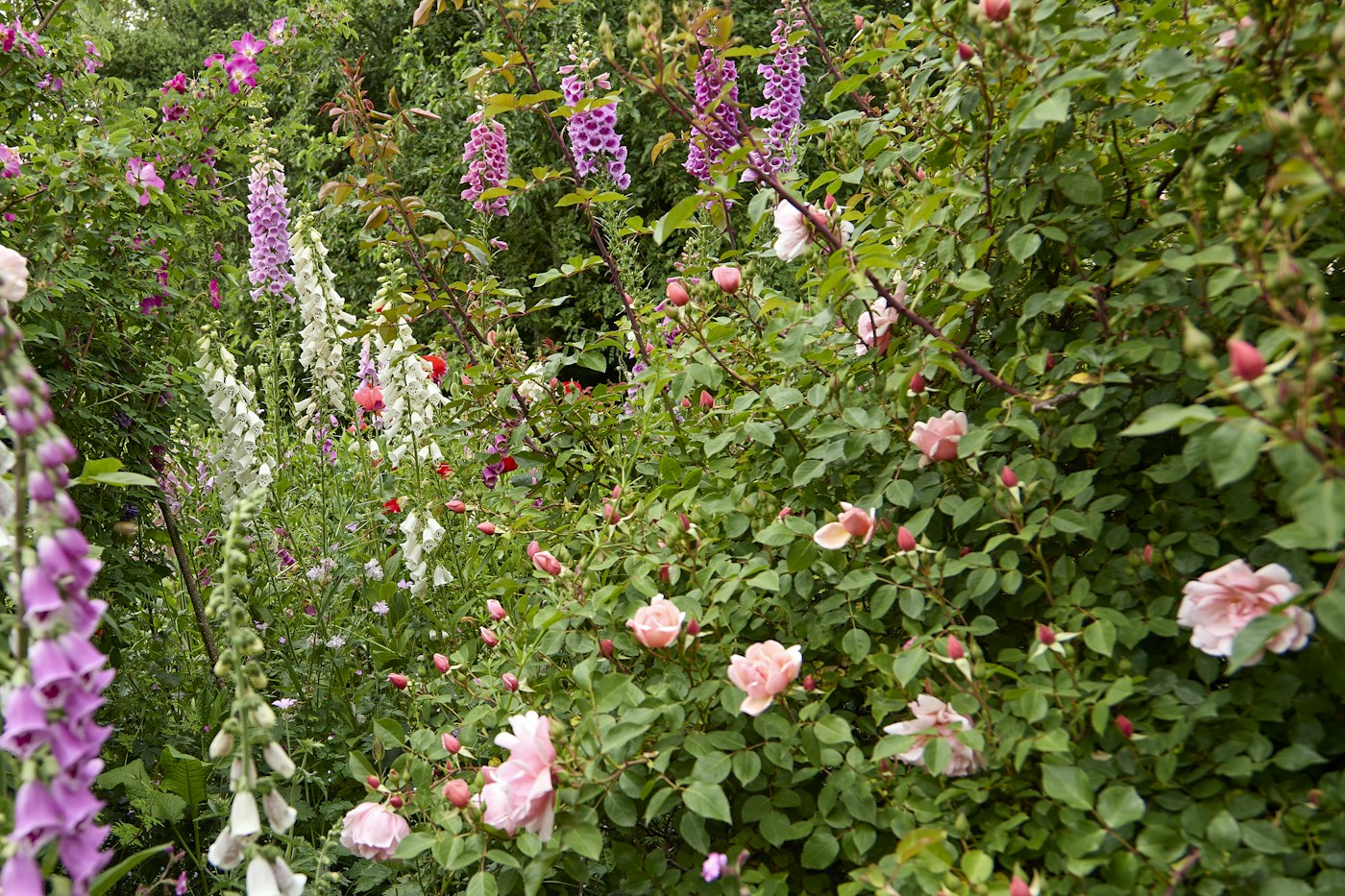 Garden beds full of colourful flowers