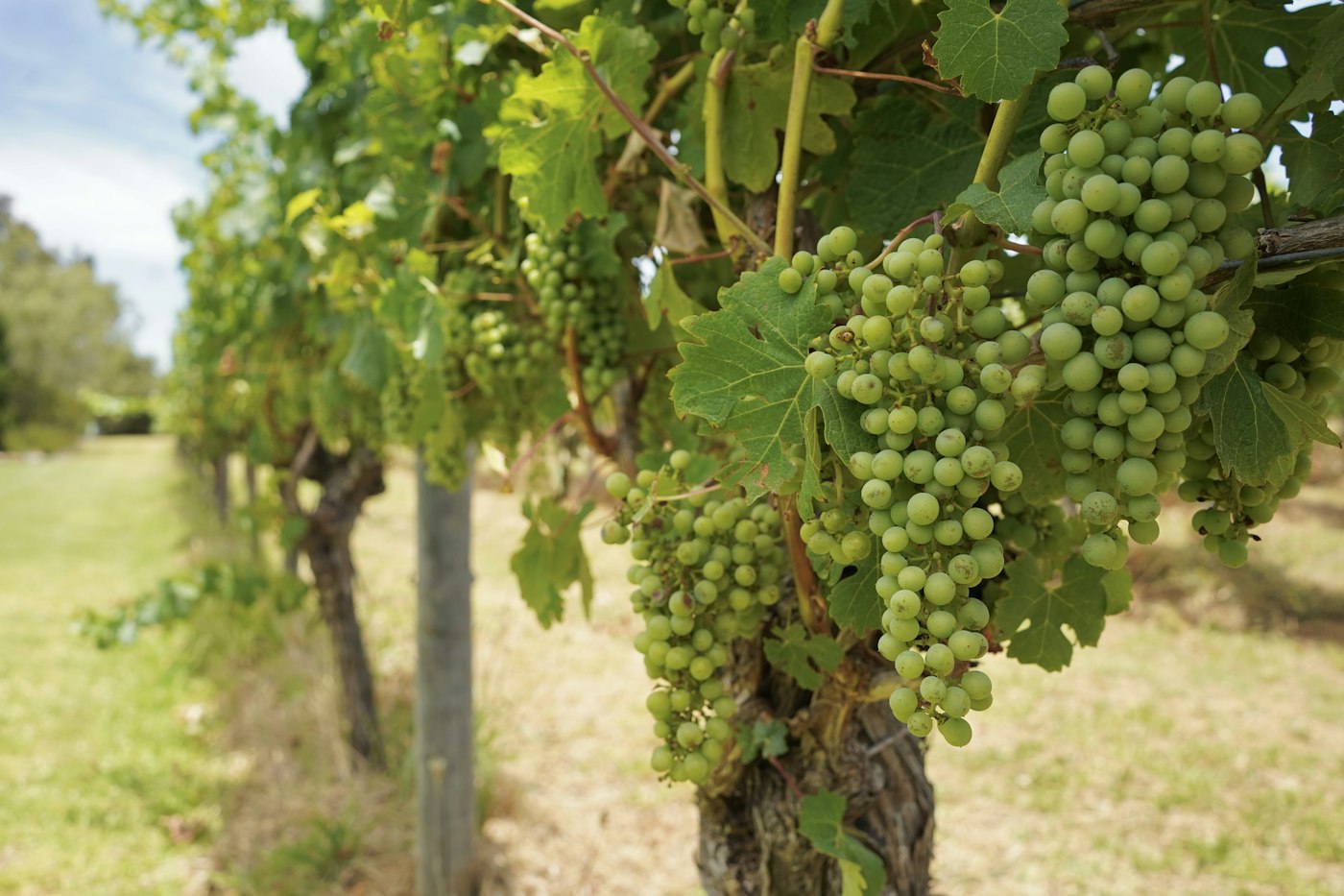 Bunches of wine grapes on the vine