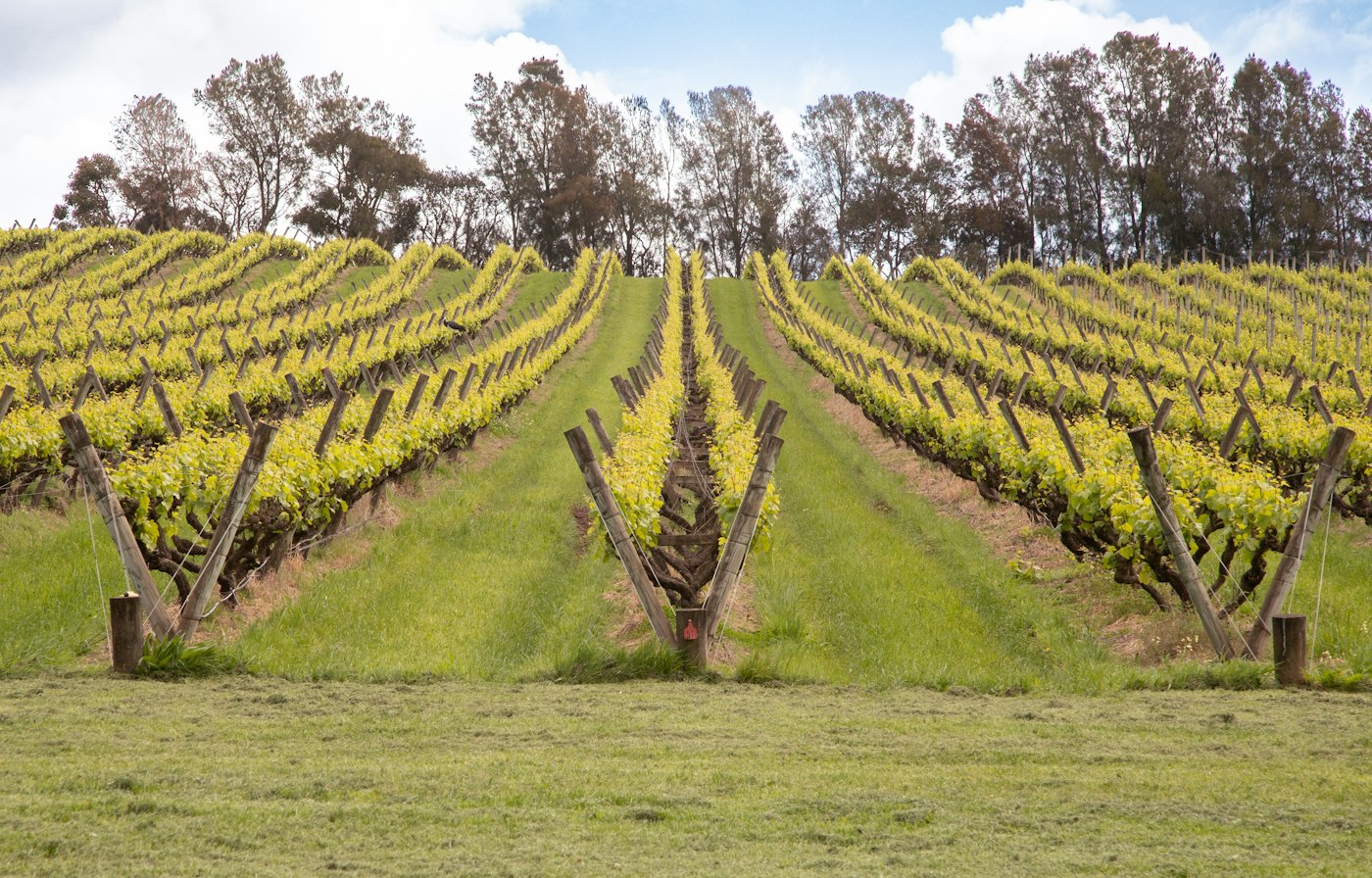 Rolling green hills near Mount Buninyong