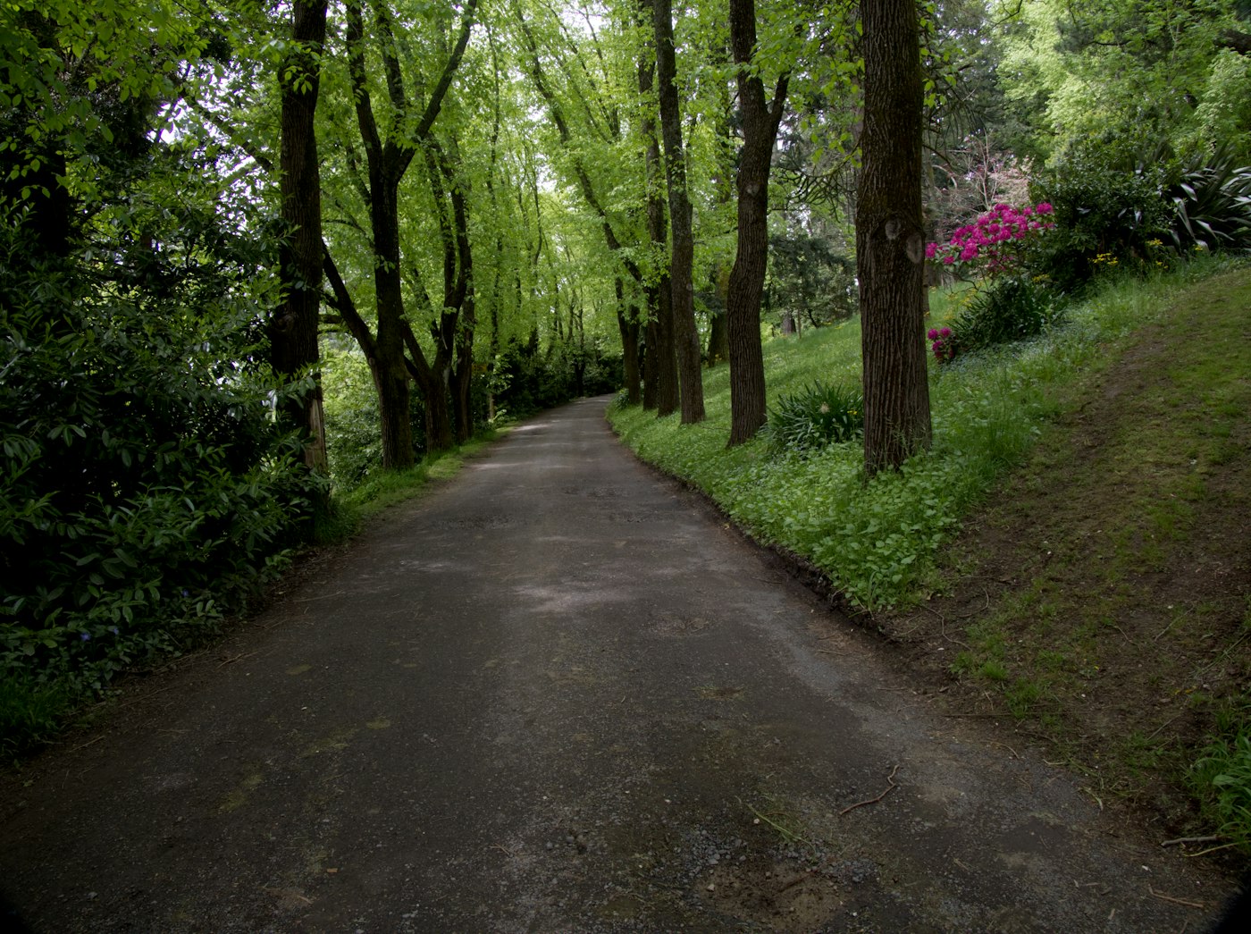 Tree lined country road through green bush