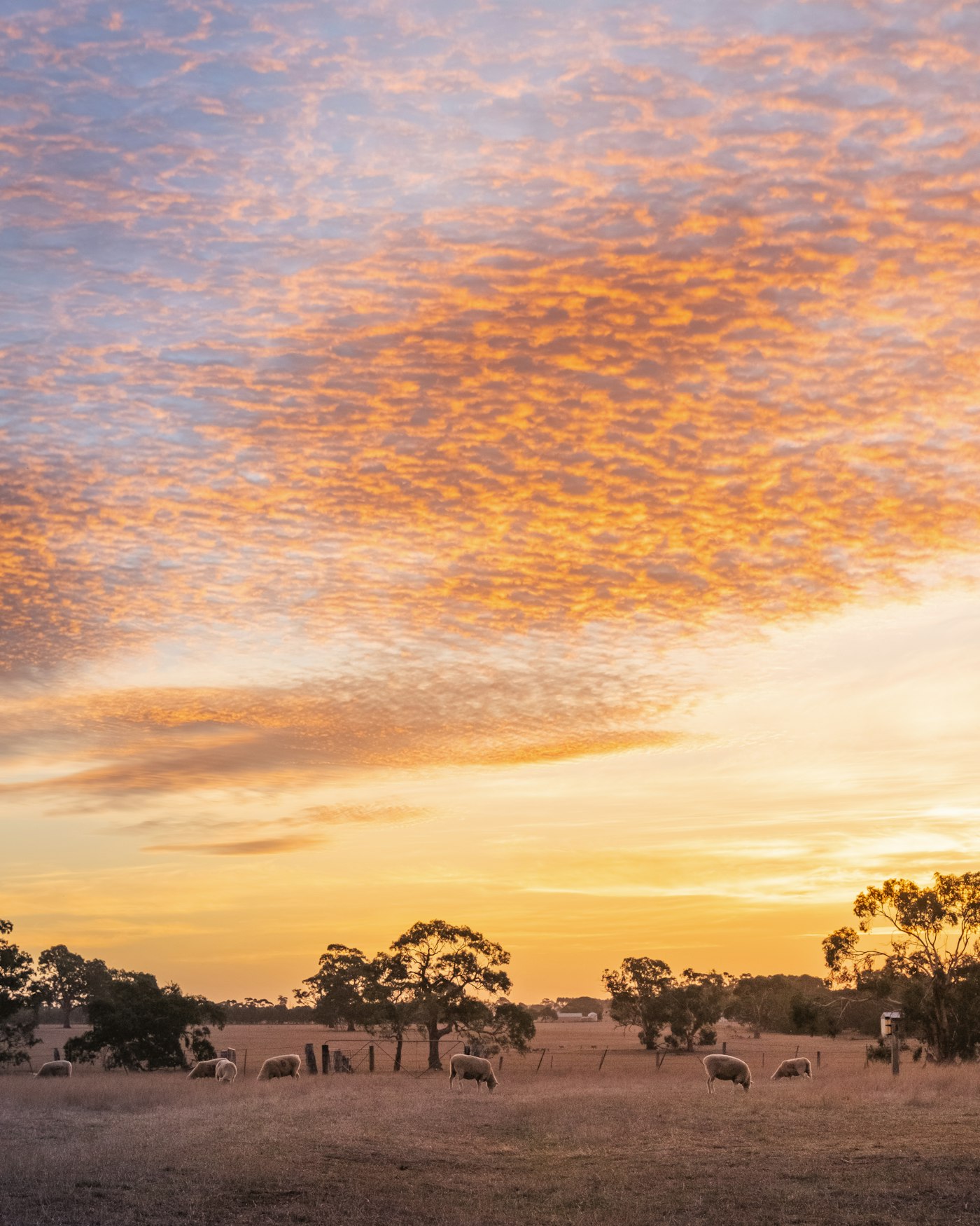 Flock of sheep grazing in a paddock