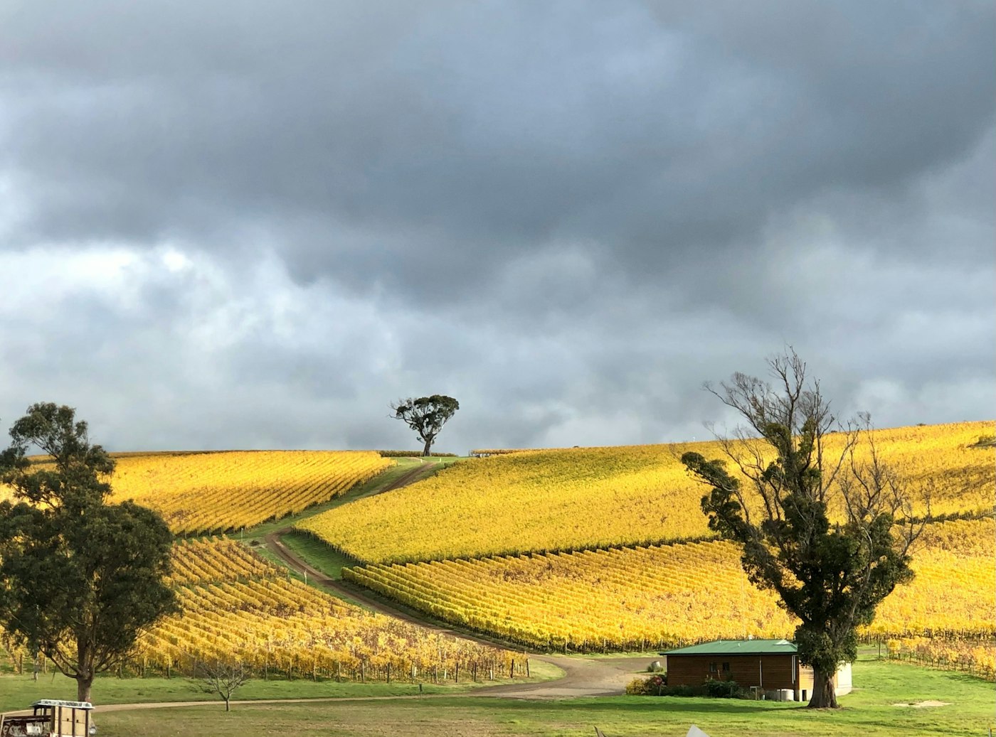 Vineyard rows in autumn colours