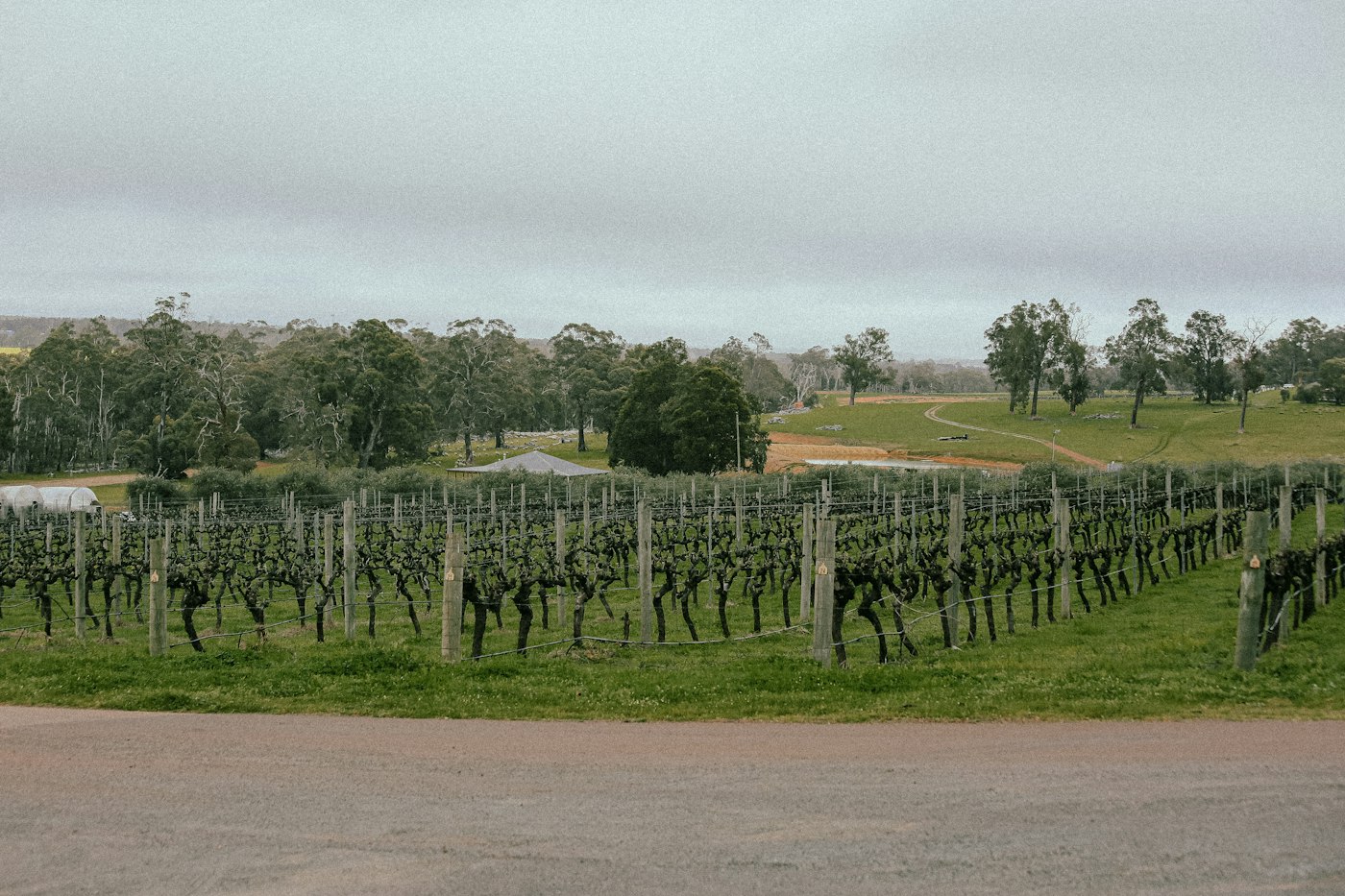 Road running past vineyard rows